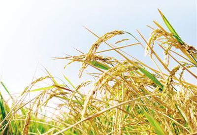 中国农业科学家在阿联酋沙漠中种出海水稻(图