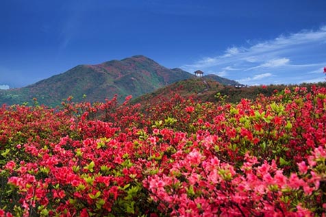 乘上开往初夏的地铁 去长沙大围山看万亩杜鹃