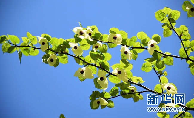 天門山:珙桐花開美如畫 被譽為“植物大熊貓”